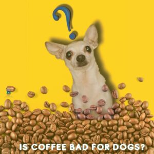 Find out - Is coffee bad for dogs?